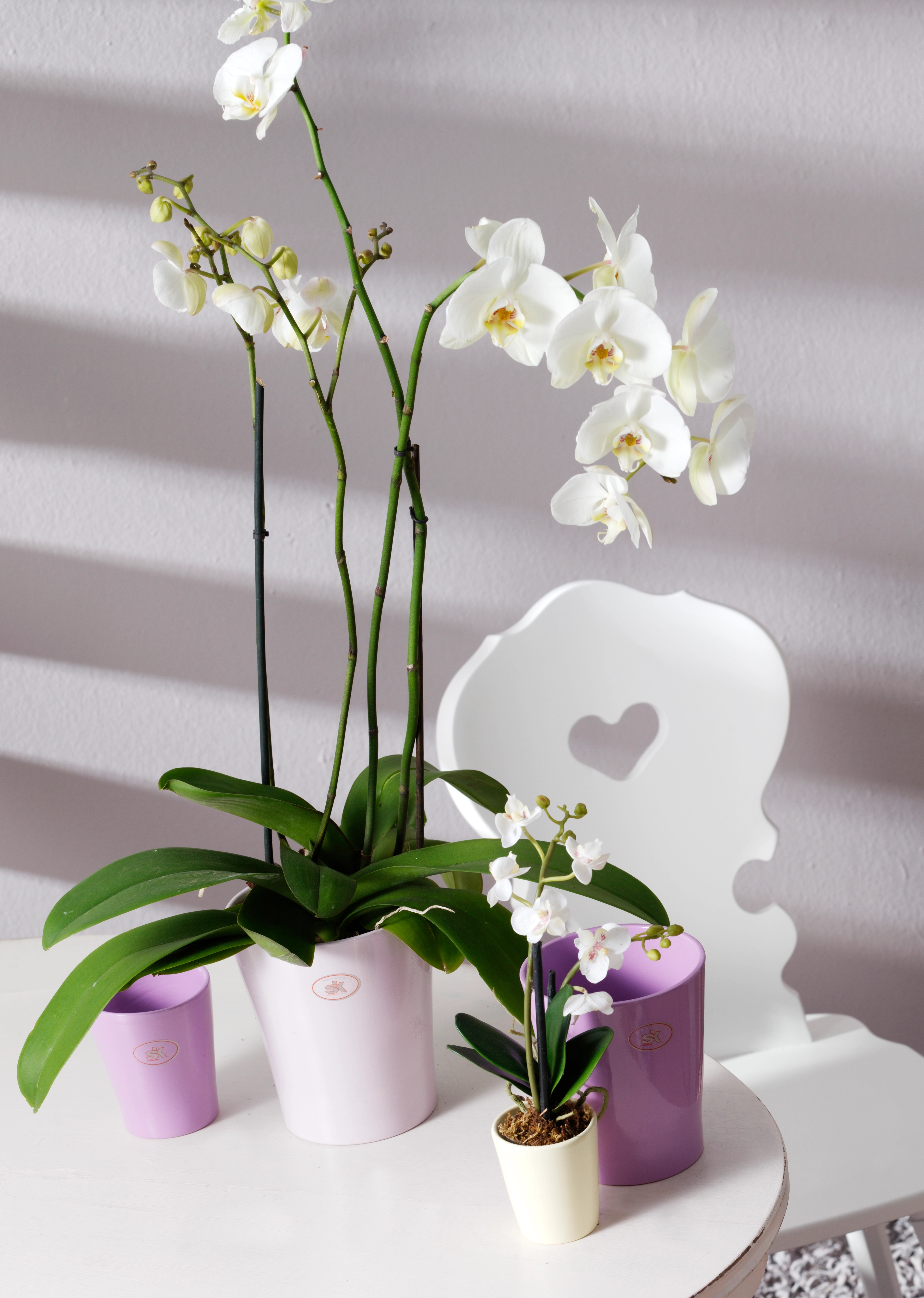 SK Vaso per orchidee Merina Pretty (Diametro: 14 cm, altezza: 15 cm,  ceramica, rosa)