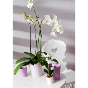 Cache-pot pour orchidée Söndgen Merina lavande brillant, 15 cm, avec orchidée blanche sur table.