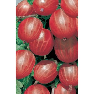 Uva spina rossa di diverse varietà, vaso da 3 l, dettaglio dei frutti.