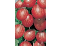 Stachelbeere verschiedene Sorten Verschiedene Farben 3 l