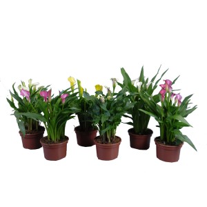 Mélange de fleurs de Zantedeschia, 4 plantes en pot de 17 cm avec des fleurs blanches, jaunes et roses.