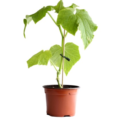 Gurken veredelt Bio Topf-Ø 11 cm