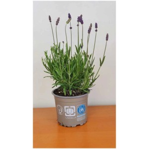 Lavendel Lavandula angustifolia 'Hidcote Blue' im Topf, violette Blüten und grüne Blätter.