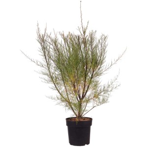 Tamerice primaverile (Tamarix parviflora) in vaso, arbusto con foglie delicate.