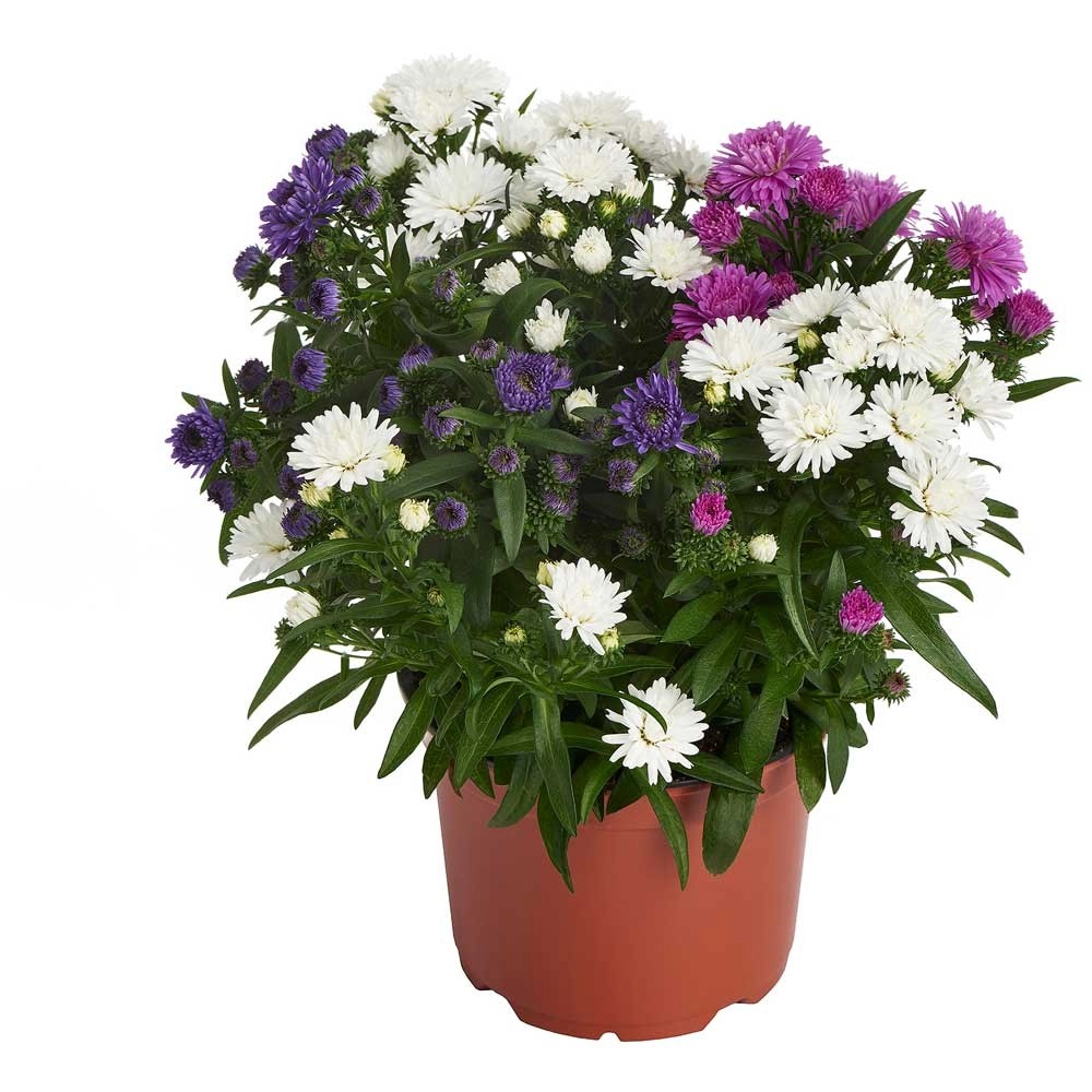 GlattblattAster Aster novibelgii Showmaker Trio Topf Ø ca. 14 cm