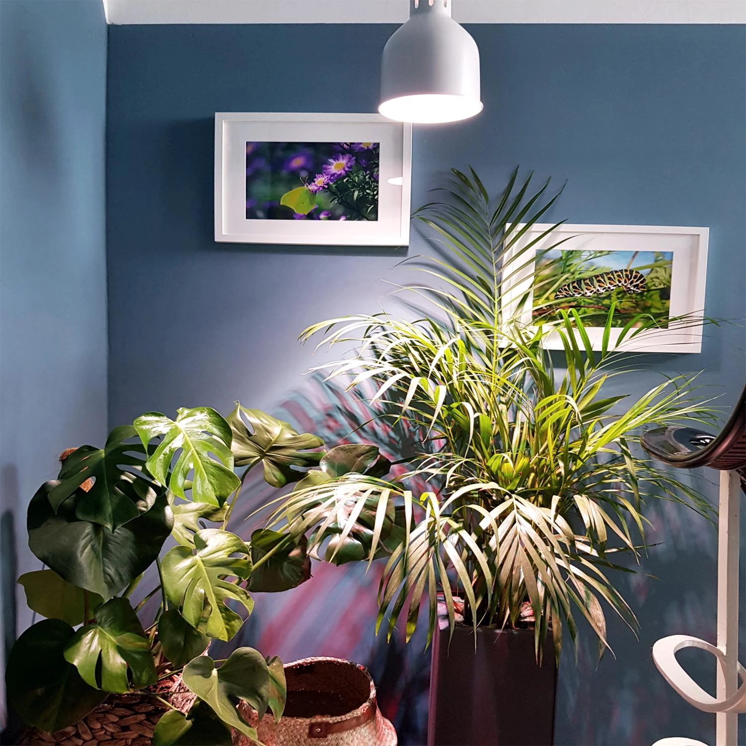 Lampada per piante a LED Indoor plants 6 W / E27