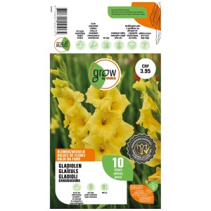 Confezione di gladioli gialli Bananarama, 10 bulbi da fiore di GROW by OBI.