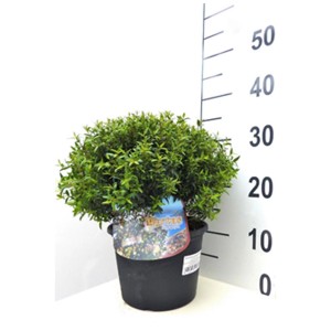 Myrte (Myrthus communis microphylla) en pot de 19 cm, plante persistante.