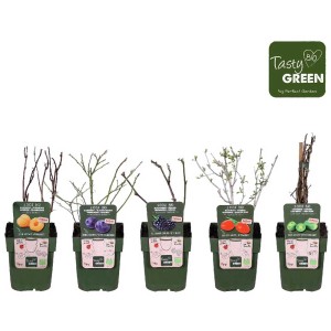 Mix di frutta biologica: Vari cespugli di bacche in vaso, altezza 45 cm.