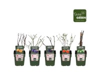 Obst-Mix Organic verschiedene Sorten Tasty 13 l / Höhe 45 cm / 1 Stk.