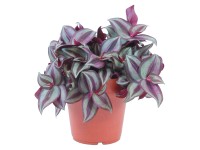 Dreimasterblume Tradescantia zebrina Topf Ø ca. 12 cm