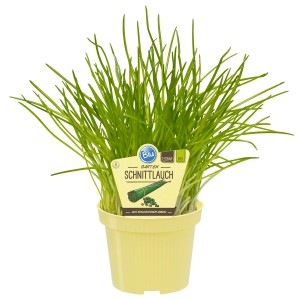 Blu Ciboulette bio en pot, env. 12 cm Ø, herbe aromatique fraîche pour cuisine, jardin et balcon.