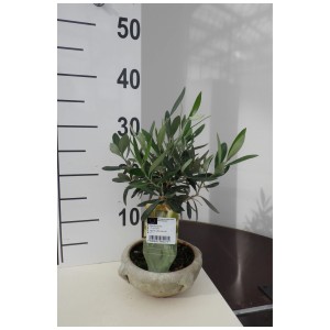 Olivo Olea europaea in vaso anfora (Ø 16 cm) per balcone e terrazza.