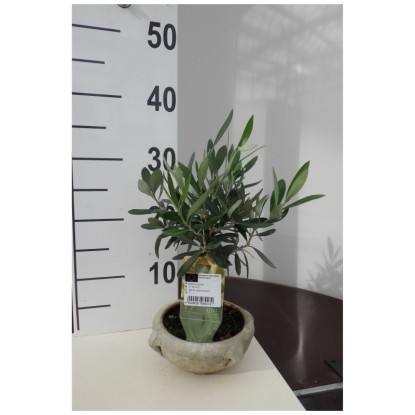 Olivo Olea europaea anfora Ø 16 cm