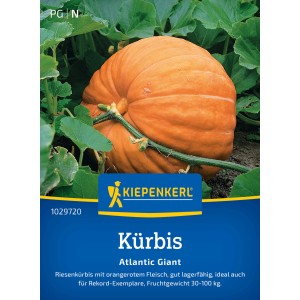 Potiron Kiepenkerl Atlantic Giant, potiron géant orange dans le jardin.