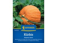 Kiepenkerl Kürbis Atlantic Giant