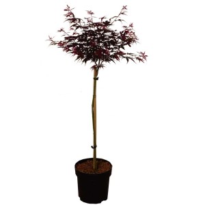 Acero palmato Shaina (Acer palmatum) in vaso da 6 l con foglie profondamente lobate color borgogna.