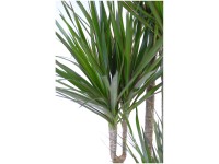 Drachenbaum Dracaena marginata Topf Ø 24 cm / Höhe 130 cm