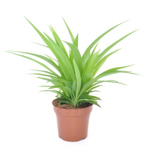 Chlorophytum Comosum 'Lemon' en pot marron, plante d'intérieur avec de longues feuilles vert clair.