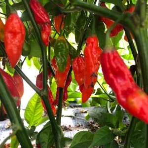 Blu Bio-Salsa-Chili Jolokia (Capsicum chinense) con baccelli rossi e verdi.
