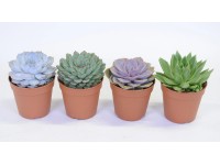 Echeveria Mix Topf 12 cm