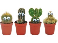 Kakteen mit Augen Topf-Ø ca. 5,5 cm