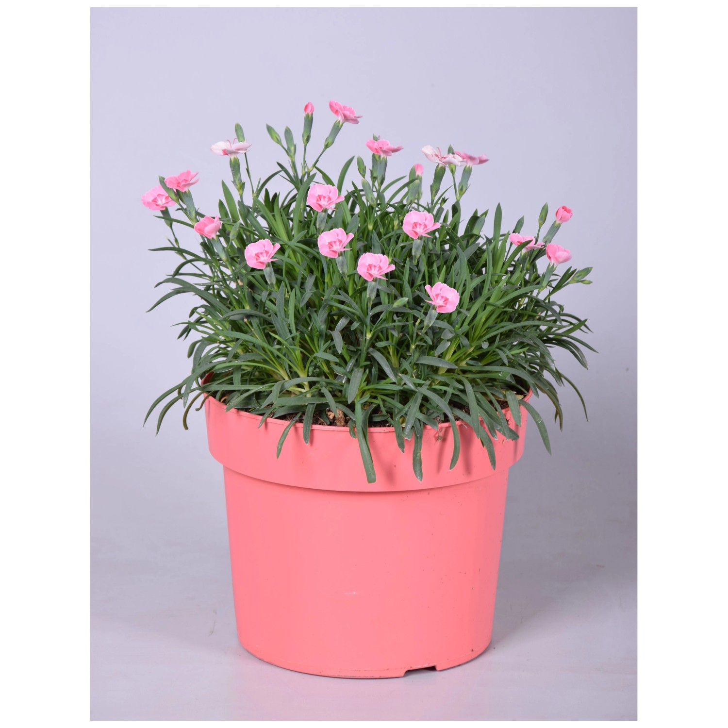 GartenNelke Peach Party Dianthus Topf Ø 17 cm kaufen bei OBI