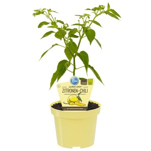 Pianta di peperoncino Blu Bio Lemon Drop in vaso, ca. 12 cm. Varietà di peperoncino giallo con aroma di limone.