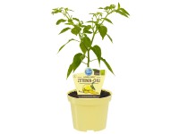 Zitronen-Chilli 