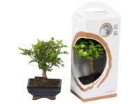 Bonsai-Mix in Keramik-Topf (HxBxT) 33 x 12 x 12 cm