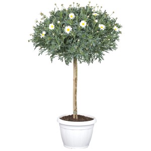 Marguerite arbustive mix en tige en pot, env. 80-100cm de haut, fleurs blanches.