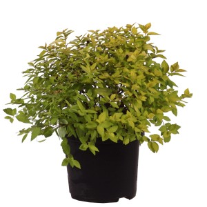 Spirea Golden Princess in vaso, fogliame giallo dorato. Arbusto ornamentale per giardino e vaso.