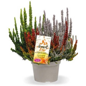 Bruyère Calluna vulgaris Sunset Fire en pot, couleurs variées.