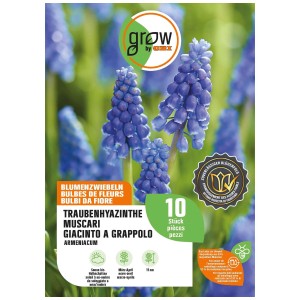 Paquet de jacinthe de raisin bleu Armeniacum, une fleur de printemps pour massifs et bordures.