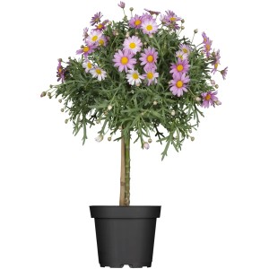 Marguerite arbustive sur tronc en pot, fleurs rose et blanc, plante en pot.