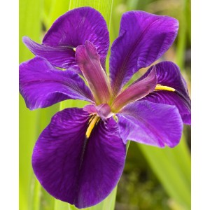 Primo piano di un'iris giapponese viola. Elegante fiore di iris in dettaglio.