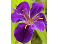 Japanische Sumpfschwertlilie Violett Topf Ø ca. 9 cm