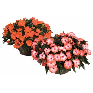 Plante de parterre et de balcon en pot, couleurs variées. Plante dressée fleurie pour jardin et balcon.