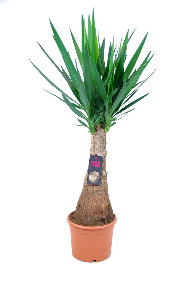 Yucca Elephantipes "Maya Tree" im 24cmTopf kaufen bei OBI