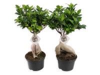 Chinesische Feige Ginseng Ficus microcarpa Topf Ø 15 cm / 1 Stk.