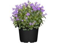 GROW by OBI Dalmatiner Polster-Glockenblume Campanula Violettblau Topf Ø 19 cm