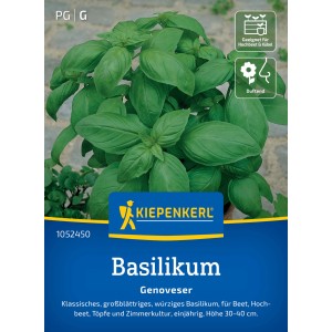 Basilic Genoveser Kiepenkerl : Plante de basilic à grandes feuilles en pot, idéale pour les plates-bandes et la cuisine.