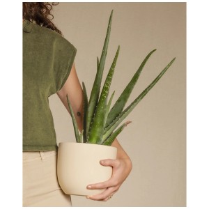 Feey Aloe Vera succulente (hauteur 30-50cm) en pot, tenue par une personne.