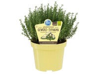 Echter Thymian Thymus vulgaris Topf Ø ca. 12 cm