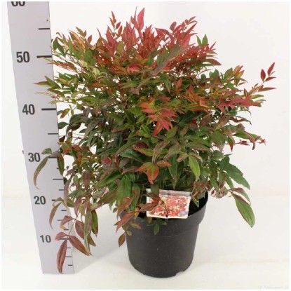 Heiliger Bambus Obsessed Nandina domestica kaufen bei OBI