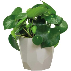 Grauer Übertopf b.for rock, Ø 16 cm, mit grüner Zimmerpflanze.