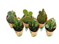 GROW by OBI Feigenkaktus Opuntia 5-fach sortiert Topf Ø 5,5 cm
