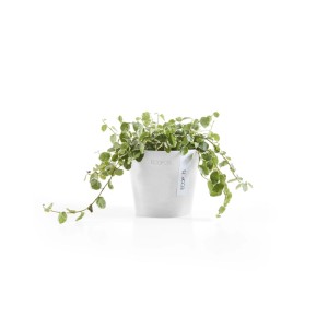 Pot de fleurs blanc Ecopots Amsterdam Mini (10,5x9cm) avec plante, idéal pour l'intérieur.