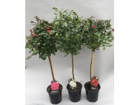 Rosenstamm Topf ca. 17 cm Prunus