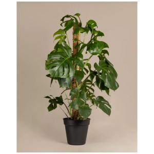 Feey Monstera deliciosa XL en pot noir, grande plante tropicale avec support d'escalade.